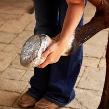 How to Bandage a Hoof