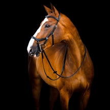 Your Guide to Micklem Bridles