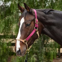 Weaver Rope Nylon Hybrid Training Horseman's Halter