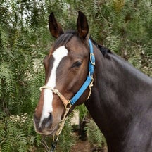 Weaver Rope Nylon Hybrid Training Horseman's Halter