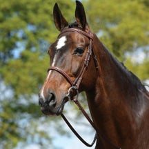 Kincade Plain Raised Padded English Bridle