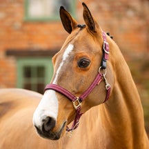 LeMieux Essential Yard Breakaway Headcollar Halter