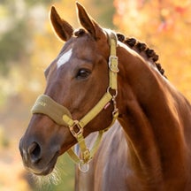 LeMieux Vogue Headcollar Gooseberry Full