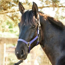 Perri's Economy Breakaway Safety Nylon Halter