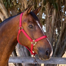 Weaver Original Nylon Horse Halter w/Brass Hardware