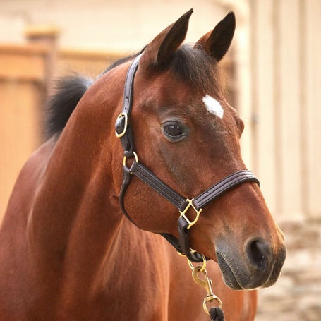 Custom Horse Halter