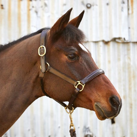 Bobbys Tack Fairhaven Fancy Stitched Leather Halter