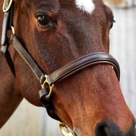 Fancy Stitched Padded Leather Halter – Euro Equestrian