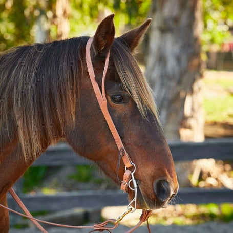 Berlin Hermann Oak Leather Split Ear Headstall