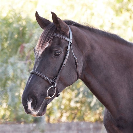 Bobbys Tack Fairhaven Fancy Raised Padded Bridle