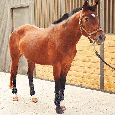 Back On Track Paire de bottes d'exercice - Hind