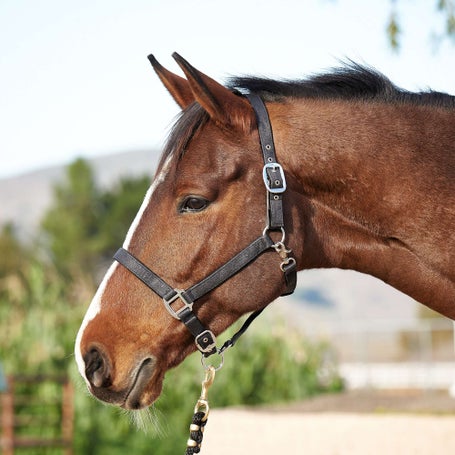 Centaur Glitter Breakaway Halter