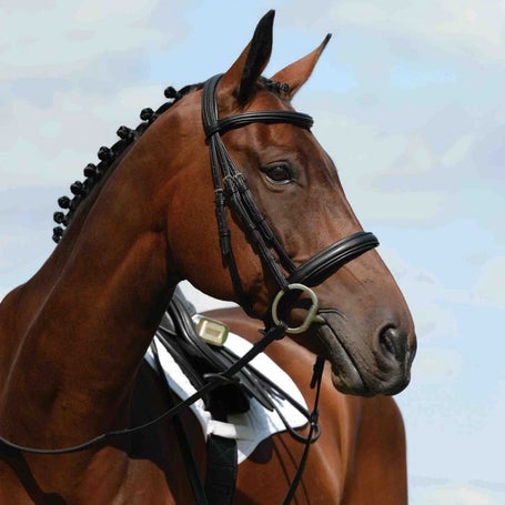 Collegiate Syntovia+ Padded Raised Cavesson Bridle Full / Brown