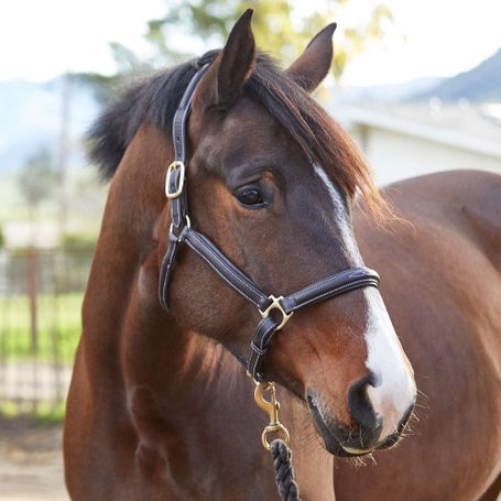 Henri de Rivel Kushy Soft Padded Leather Halter