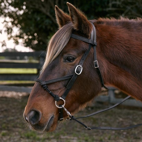 Weaver Leather Justin Dunn Bitless Bridle- Black