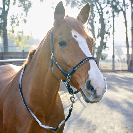 Kavalkade Cavo Padded Leather Rope Halter & Leadrope