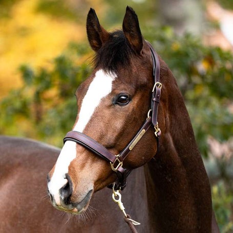 Kavalkade Cinta Oiled Leather Soft Padded Halter