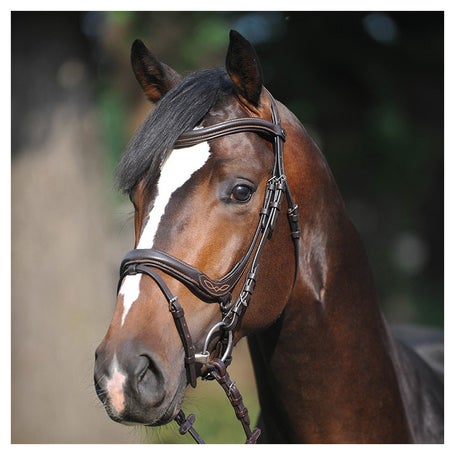Kavalkade Ivy Padded Bridle Flash Noseband w/Reins