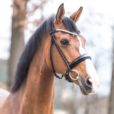 Kavalkade Florina Crank Noseband with Flash Bridle