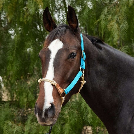 Weaver Rope Nylon Hybrid Training Horsemans Halter