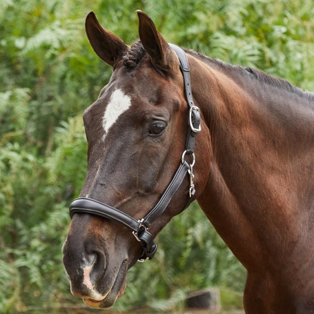 LeMieux Anatomic Padded Leather Halter