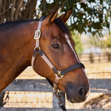 LeMieux Capella Anatomic Leather & Nylon Halter | Riding Warehouse