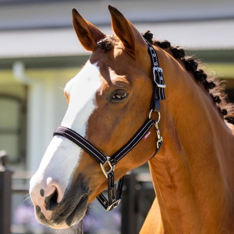 LeMieux Essential Yard Breakaway Headcollar Halter