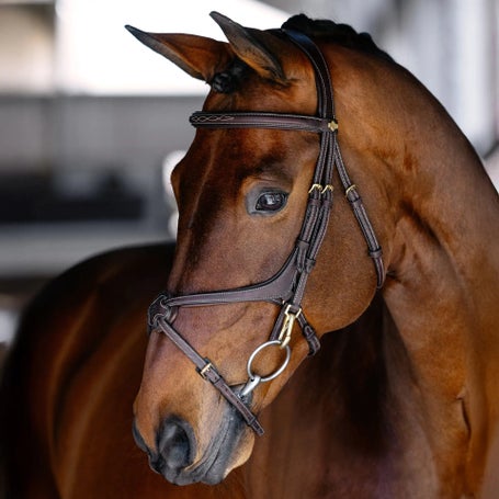 LeMieux Kudos Grackle Work Bridle