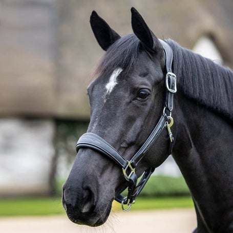 LeMieux Leather Stitched Headcollar Halter