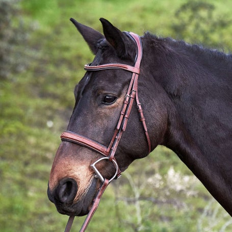 Ovation Carlisle Anatomic Comfort Crown Bridle