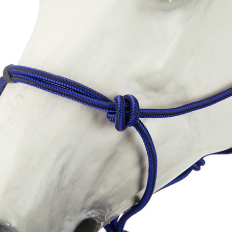 Deciso il calendario di addestramento dei cavalli da Palio | Gazzetta