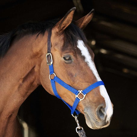 Perris Economy Breakaway Safety Nylon Halter