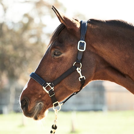 Premium Chafless 1 Nylon Breakaway Halter