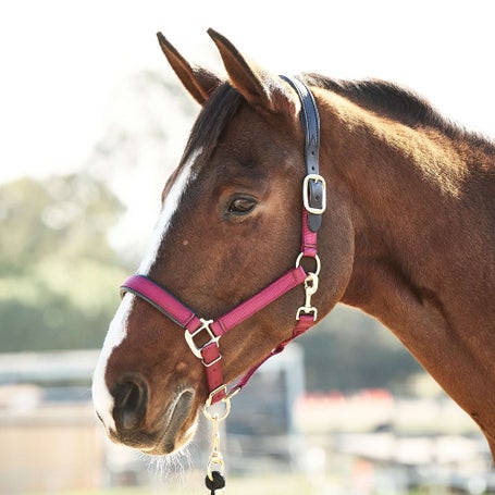 Premium Chafless 1 Nylon Breakaway Halter