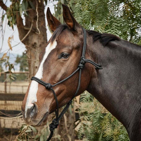 Reinsman Diamond R Rope Halter w/ 10 Lead