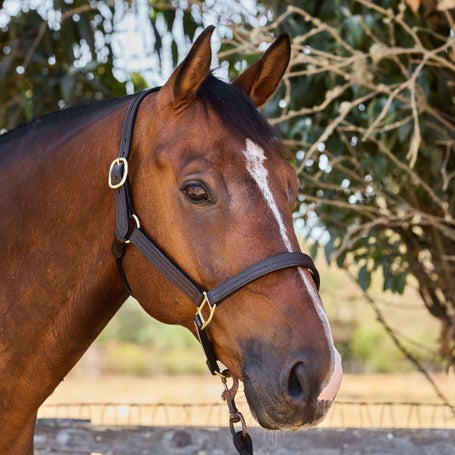 Royal King by Tough 1 Premium Leather Halter