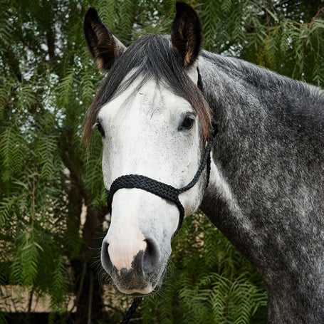 Tough1 Braided Mule Tape Rope Halter w/Lead