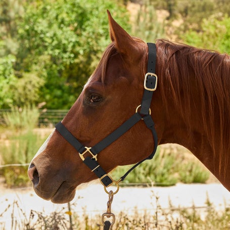 Tough 1 Miniature Poly Rope Halter - Blue / Large