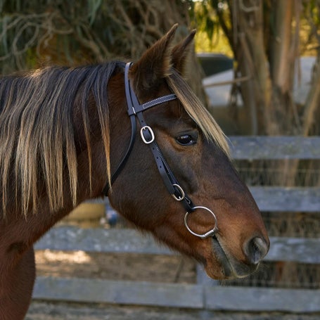 Weaver Brahma Webb All Purpose Black Headstall