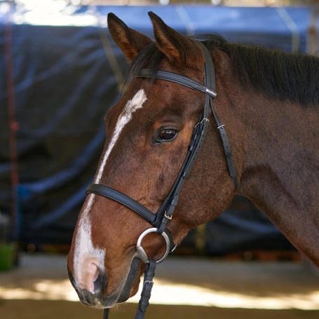 Wintec English Snaffle Bridle