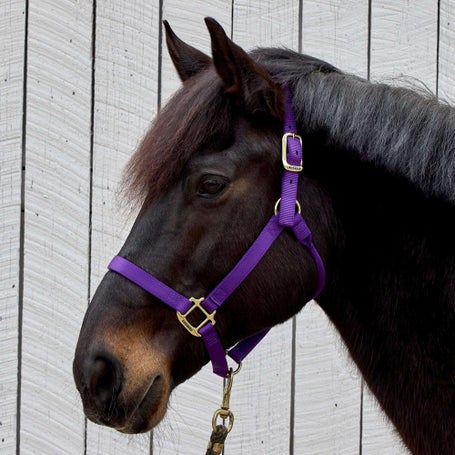 Weaver Original Nylon Horse Halter w/Brass Hardware