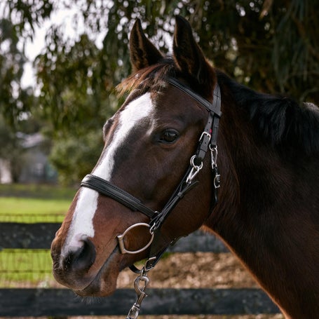 Zilco Marathon Padded Halter Bridle - Oversize