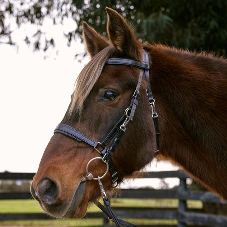 Zilco Marathon Padded Halter Bridle Combo