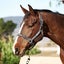 Centaur Glitter Breakaway Halter