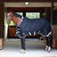 Centaur TG1 Waterproof 1200D Turnout Blanket 100G