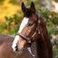 Kavalkade Cinta Oiled Leather Soft Padded Halter
