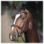 Kavalkade Ivy Padded Bridle Flash Noseband w/Reins