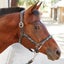 Kincade Easy Adjust Leather Rope Halter