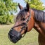Tough 1 Easy Breathe V Grazing Muzzle/Halter Combo