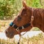 Tough 1 Wool String Leather Halter